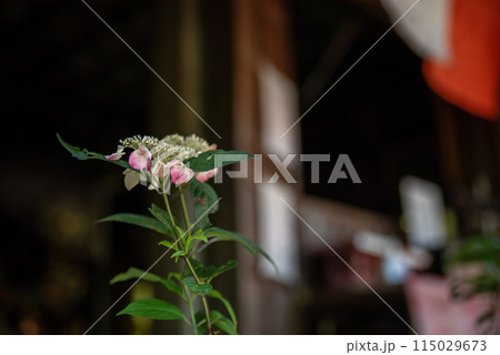 紫陽花が咲く頃の三光寺 115029673
