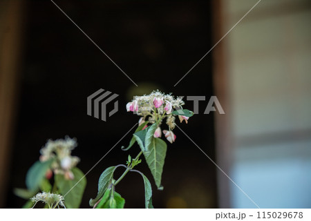 紫陽花が咲く頃の三光寺 紫陽花が咲く頃の三光寺 115029678