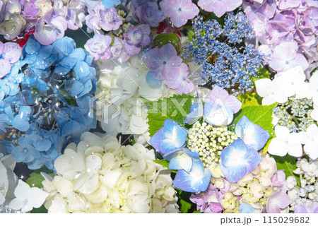紫陽花が咲く頃の三光寺 紫陽花が咲く頃の三光寺 115029682