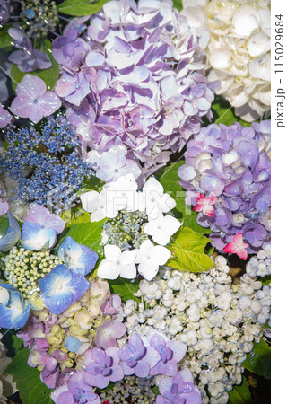 紫陽花が咲く頃の三光寺 紫陽花が咲く頃の三光寺 115029684