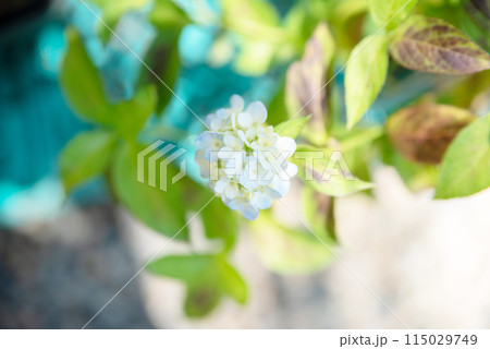 紫陽花が咲く頃の三光寺 紫陽花が咲く頃の三光寺 115029749