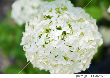 紫陽花が咲く頃の三光寺 紫陽花が咲く頃の三光寺 115029752