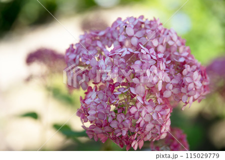 紫陽花が咲く頃の三光寺 紫陽花が咲く頃の三光寺 115029779
