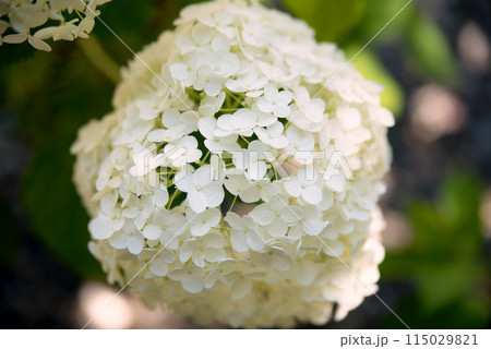 紫陽花が咲く頃の三光寺 115029821