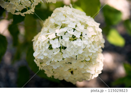 紫陽花が咲く頃の三光寺 紫陽花が咲く頃の三光寺 115029823