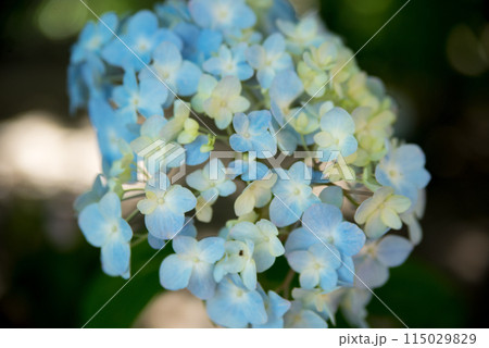 紫陽花が咲く頃の三光寺 紫陽花が咲く頃の三光寺 115029829