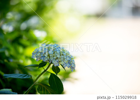 紫陽花が咲く頃の三光寺 115029918