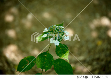 紫陽花が咲く頃の三光寺 紫陽花が咲く頃の三光寺 115029920