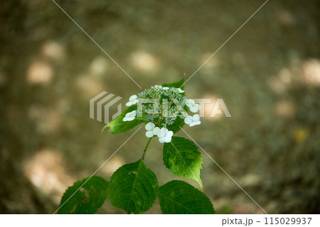 紫陽花が咲く頃の三光寺 紫陽花が咲く頃の三光寺 115029937