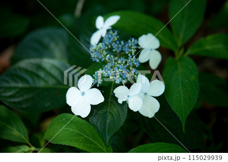 紫陽花が咲く頃の三光寺 紫陽花が咲く頃の三光寺 115029939