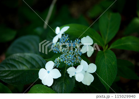紫陽花が咲く頃の三光寺 紫陽花が咲く頃の三光寺 115029940