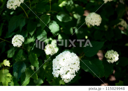 紫陽花が咲く頃の三光寺 115029948