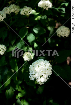 紫陽花が咲く頃の三光寺 紫陽花が咲く頃の三光寺 115029950
