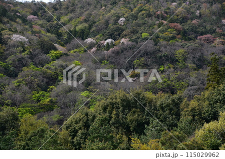 日本の春の京都　世界文化遺産の天龍寺　特別名勝の曹源池庭園　満開の桜と美しい新緑 115029962