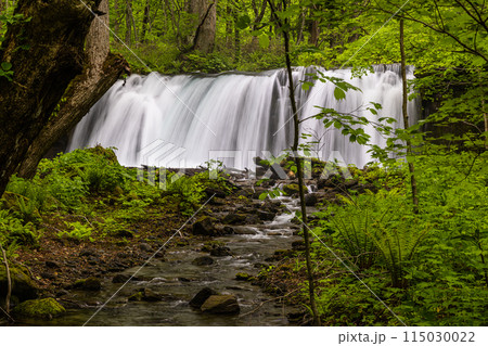 【青森県_奥入瀬川】初夏の銚子大滝 115030022