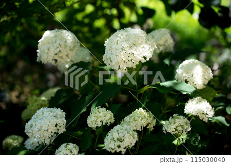 紫陽花が咲く頃の三光寺 紫陽花が咲く頃の三光寺 115030040