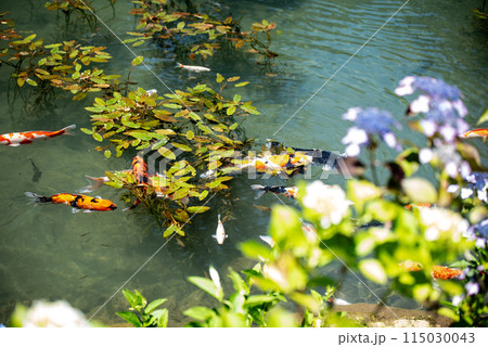 紫陽花が咲く頃の三光寺 115030043
