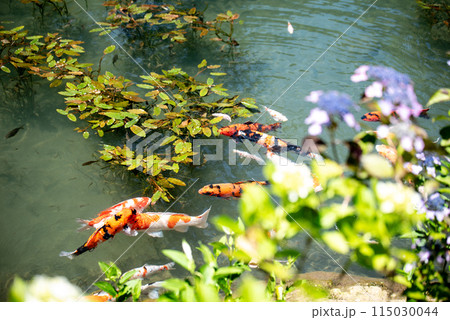 紫陽花が咲く頃の三光寺 115030044