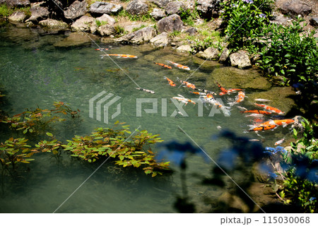 紫陽花が咲く頃の三光寺 紫陽花が咲く頃の三光寺 115030068