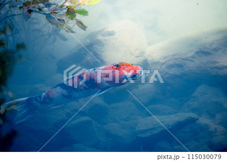 紫陽花が咲く頃の三光寺 紫陽花が咲く頃の三光寺 115030079