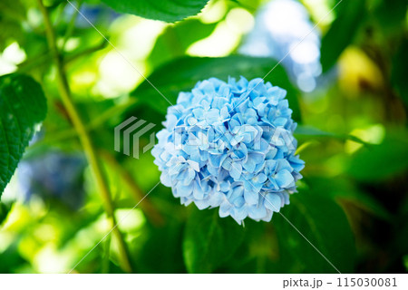 紫陽花が咲く頃の三光寺 115030081