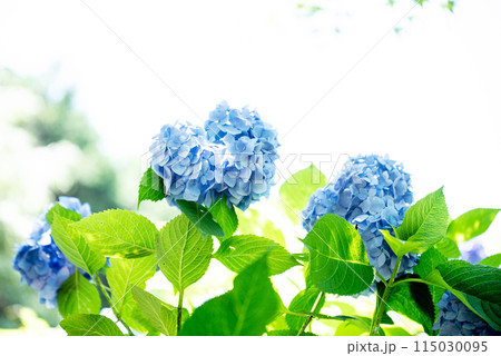 紫陽花が咲く頃の三光寺 115030095