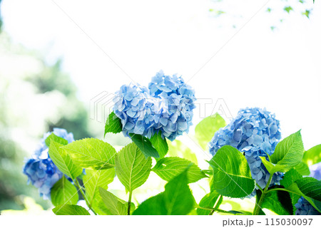 紫陽花が咲く頃の三光寺 115030097