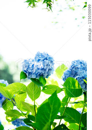 紫陽花が咲く頃の三光寺 紫陽花が咲く頃の三光寺 115030099