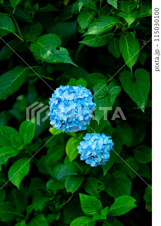 紫陽花が咲く頃の三光寺 紫陽花が咲く頃の三光寺 115030100
