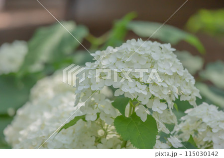 白い紫陽花 白い紫陽花 115030142