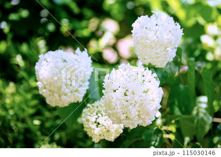 紫陽花が咲く頃の三光寺 紫陽花が咲く頃の三光寺 115030146