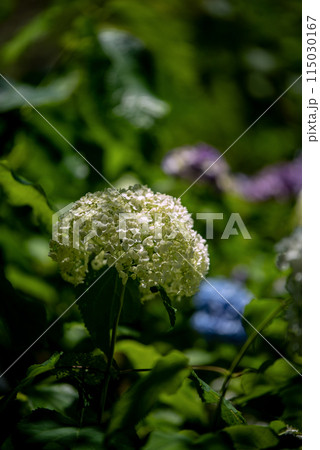 紫陽花が咲く頃の三光寺 紫陽花が咲く頃の三光寺 115030167