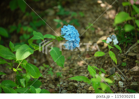 紫陽花が咲く頃の三光寺 115030201
