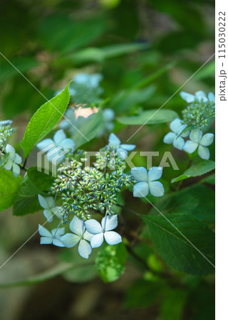紫陽花が咲く頃の三光寺 115030222