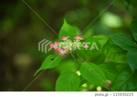 紫陽花が咲く頃の三光寺 紫陽花が咲く頃の三光寺 115030225