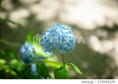 紫陽花が咲く頃の三光寺 115030226