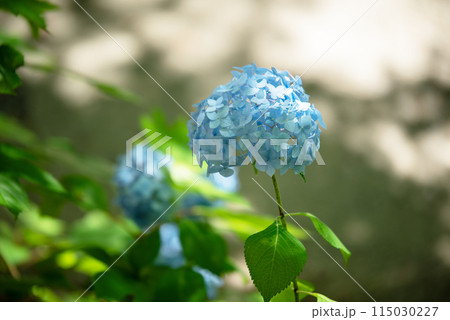 紫陽花が咲く頃の三光寺 紫陽花が咲く頃の三光寺 115030227