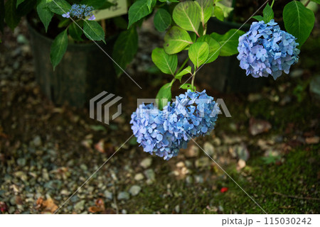 紫陽花の咲く頃の三光寺 紫陽花の咲く頃の三光寺 115030242