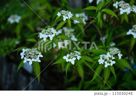 紫陽花の咲く頃の三光寺 紫陽花の咲く頃の三光寺 115030248