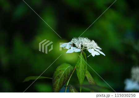 紫陽花の咲く頃の三光寺 115030250