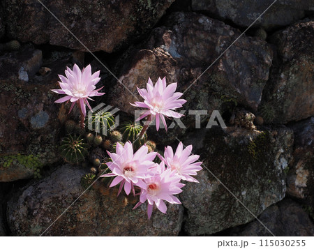 日ざしを浴びたチョウセイマルのピンクの花(石垣に根付いたエキノプシス・オキシゴナ) 日ざしを浴びたチョウセイマルのピンクの花(石垣に根付いたエキノプシス・オキシゴナ) 115030255