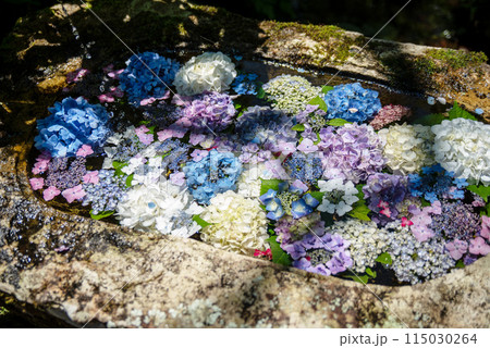 紫陽花が咲く頃の三光寺 紫陽花が咲く頃の三光寺 115030264