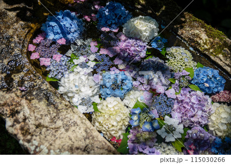 紫陽花が咲く頃の三光寺 紫陽花が咲く頃の三光寺 115030266
