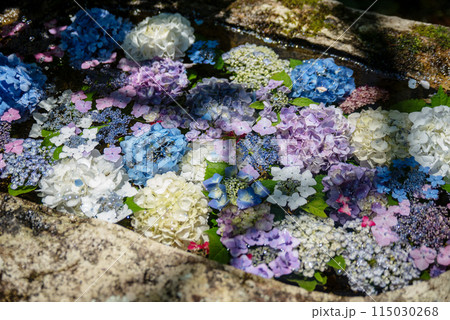紫陽花が咲く頃の三光寺 紫陽花が咲く頃の三光寺 115030268