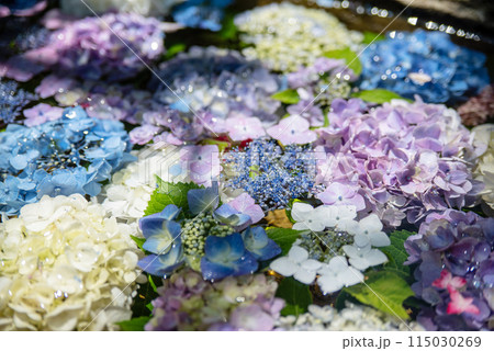 紫陽花が咲く頃の三光寺 紫陽花が咲く頃の三光寺 115030269