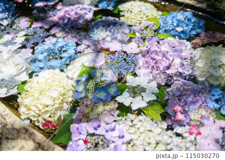 紫陽花が咲く頃の三光寺 115030270