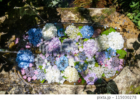 紫陽花が咲く頃の三光寺 紫陽花が咲く頃の三光寺 115030278