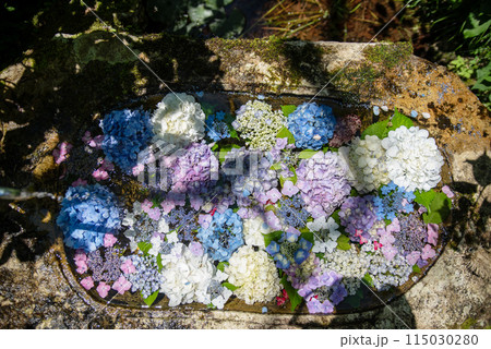 紫陽花が咲く頃の三光寺 115030280