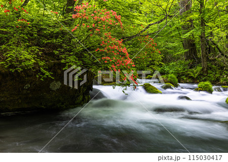 【青森県_奥入瀬渓流】初夏の石ヶ戸 115030417