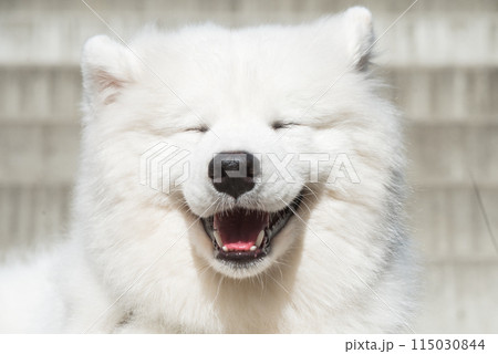 Dog smile. White Samoyed puppy dog smiles muzzle outside Dog smile. White Samoyed puppy dog smiles muzzle outside 115030844